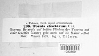 Image of Oidium chartarum
